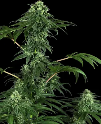 420 Punch cannabis seeds