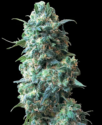Afghan Kush cannabis seeds