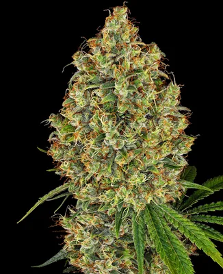 AK-420 cannabis seeds