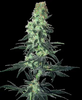 Amnesia White cannabis seeds