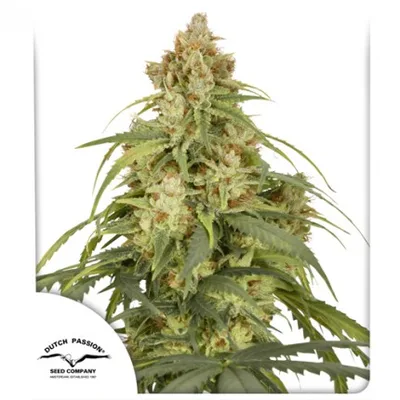 Auto Cbd Victory cannabis seeds