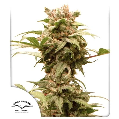 Auto Cbg Force cannabis seeds