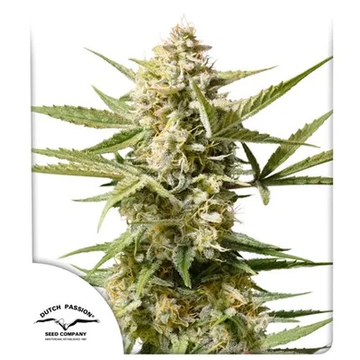 Auto Cinderella Jack cannabis seeds