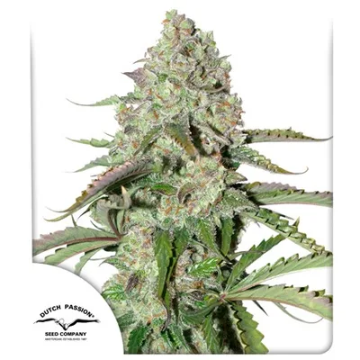 Auto Colorado Cookies cannabis seeds