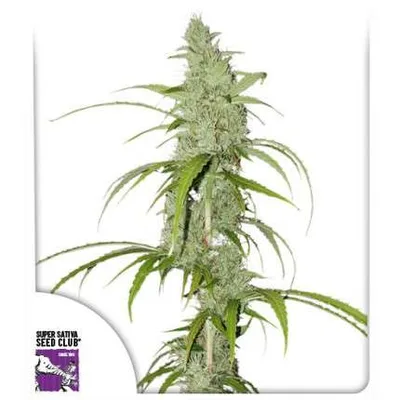 Auto Creeper cannabis seeds