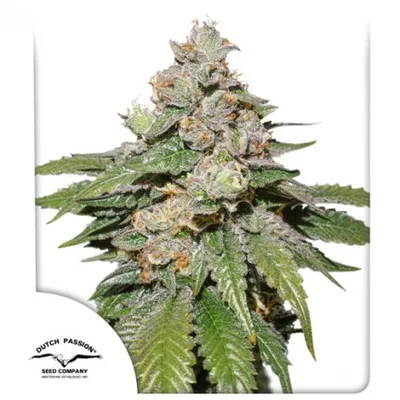 Auto Mokum s Tulip cannabis seeds