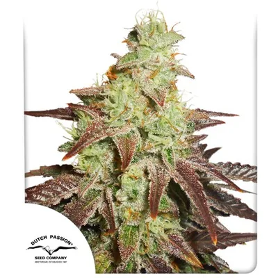 Auto Night Queen cannabis seeds