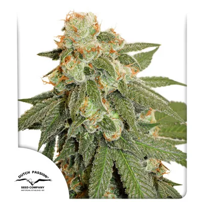 Auto Orange Bud cannabis seeds