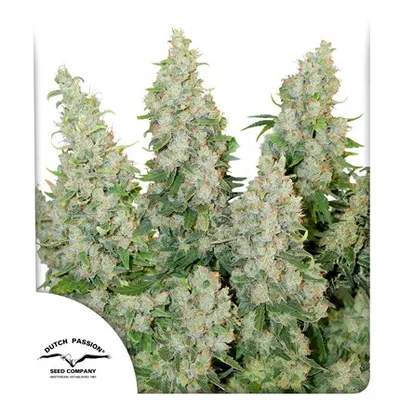 Auto Think Different cannabis seeds