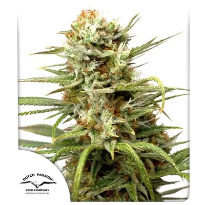 Auto White Widow cannabis seeds