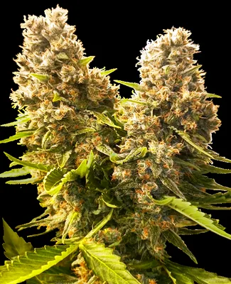 Banana Kush Cake cannabis seeds
