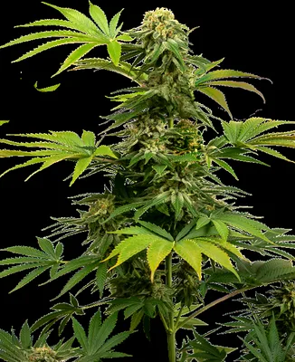 Black Harlequin cannabis seeds