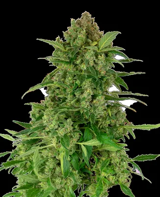 Black Lights CBD cannabis seeds