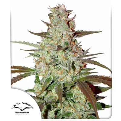 Blue Auto Mazar cannabis seeds