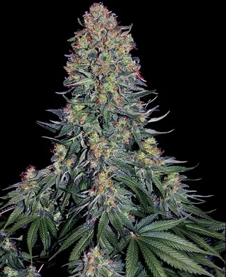 Blue Skunk cannabis seeds