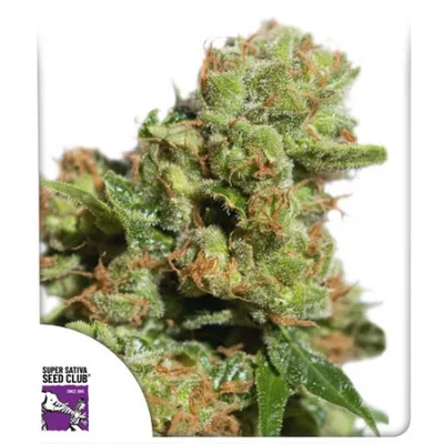 Bruce Lemon Diesel cannabis seeds