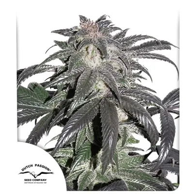 Bubba Island Kush cannabis seeds