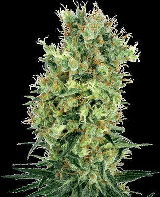 Cali Orange Bud cannabis seeds
