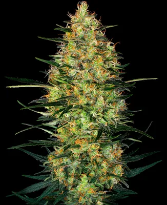 Caramellow Kush cannabis seeds