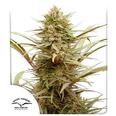Cbd Compassion cannabis seeds