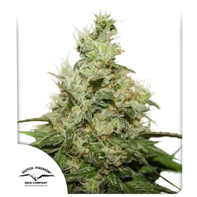 Cbd Kush cannabis seeds