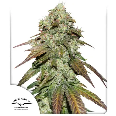 Cbd Mazar cannabis seeds