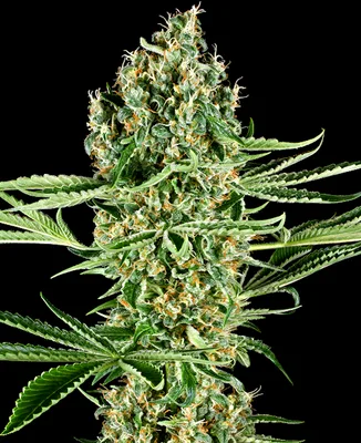 Critical Runtz cannabis seeds