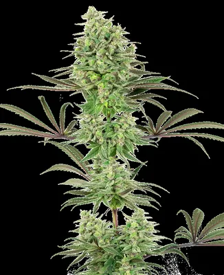 Double Banana Kush cannabis seeds