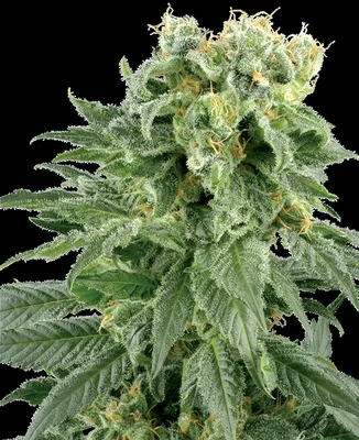 Double Gum cannabis seeds