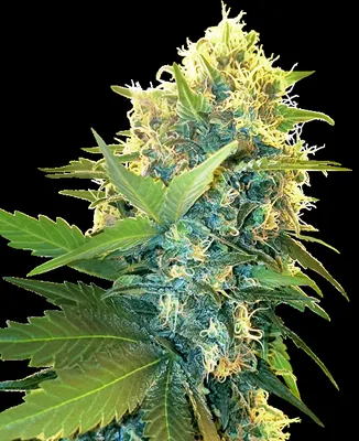Double Kush Cake cannabis seeds