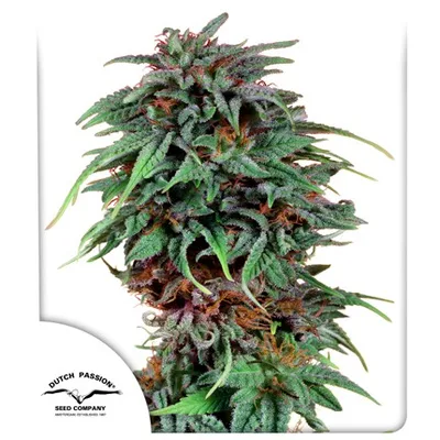 Durban Poison cannabis seeds