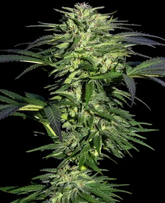 Durban cannabis seeds