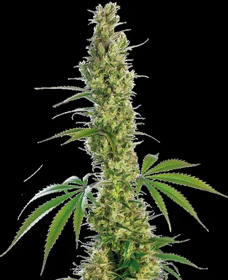 Eagle Bill® cannabis seeds