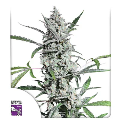 Fat Pete s Cookies cannabis seeds