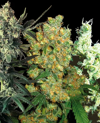Feminized Mix cannabis seeds