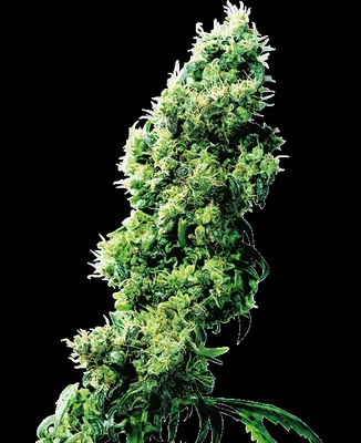 Four-Way cannabis seeds