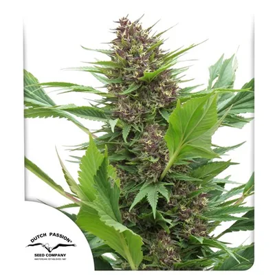 Frisian Duck cannabis seeds