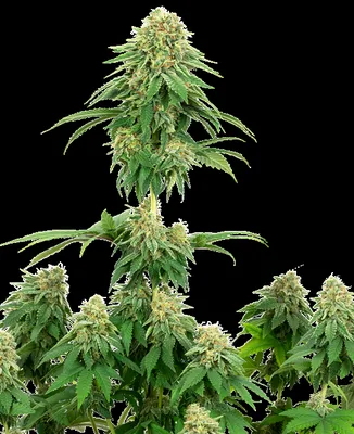 Girl Scout Cookies cannabis seeds
