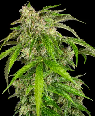 Glamour cannabis seeds