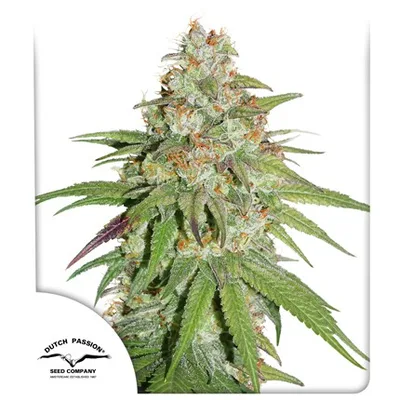Glueberry Og cannabis seeds
