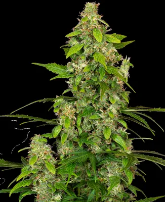 Gorillaz cannabis seeds