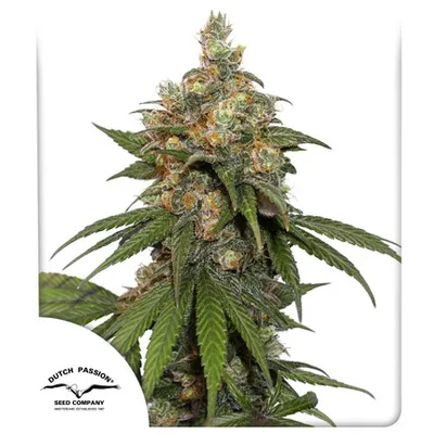 Hifi 4g cannabis seeds
