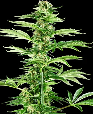 Honey Melon Haze cannabis seeds