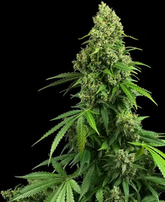 Honey Melon Kush cannabis seeds