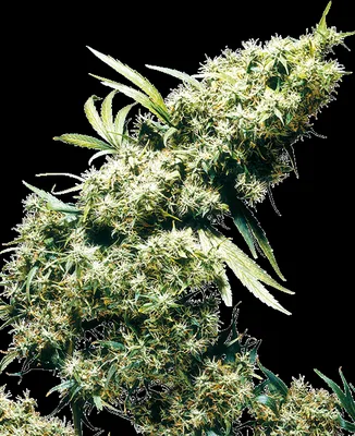 Jamaican Pearl cannabis seeds