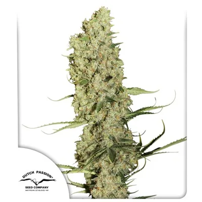 Jorge s Diamonds 1 cannabis seeds