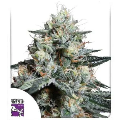 Lava Freeze cannabis seeds