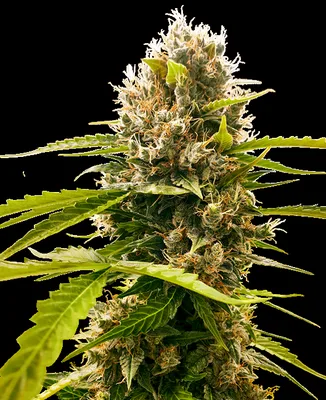 Mandarin Punch cannabis seeds