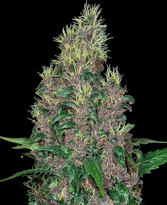 Mandarine Jam cannabis seeds