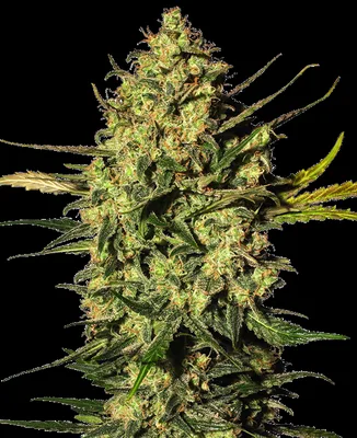Master Kush cannabis seeds